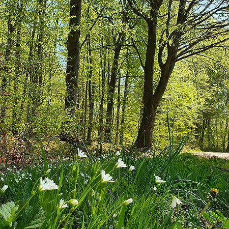 Am Alten Haus Altenmedingen Zewnętrze zdjęcie